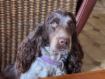 Étalon Cocker Spaniel Anglais - Ripley de l'Empereur Sirius