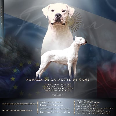 Étalon Dogo Argentino - CH. Panama De La Notte Di Cane
