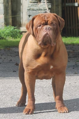 Étalon Dogue de Bordeaux - Paola (Sans Affixe)