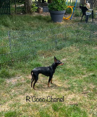 Étalon English Toy Terrier - R'coco chanel Of tall and small