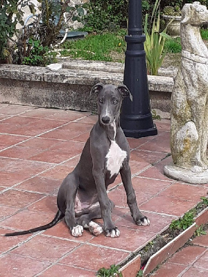 Étalon Greyhound - T'as le look coco Rosae Fidelis