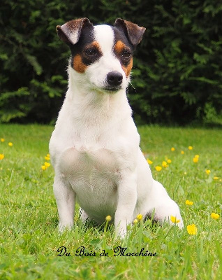 Étalon Jack Russell Terrier - Rafaga Des Crocs D'or De Pré