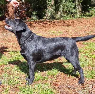 Étalon Labrador Retriever - Stela De Sonate Cras Chevalier