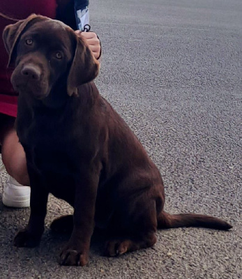 Étalon Labrador Retriever - Tiana Des Fées Normandes