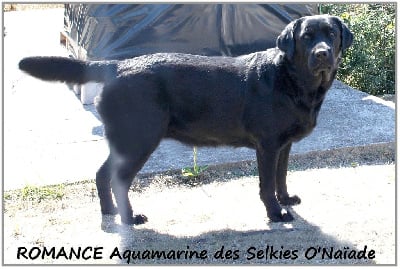 Étalon Labrador Retriever - Romance aquamarine Des Selkies O'naïade