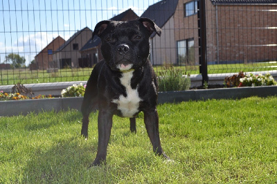 Étalon Staffordshire Bull Terrier - Rubis (Sans Affixe)