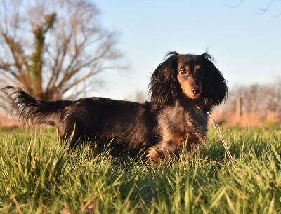 Étalon Teckel - Ocarina oftime Du grand baronnet