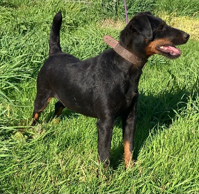 Étalon Terrier de chasse allemand - Frenchfox Rina