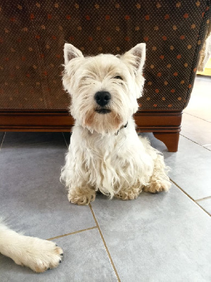Étalon West Highland White Terrier - OrphÃ©e (Sans Affixe)