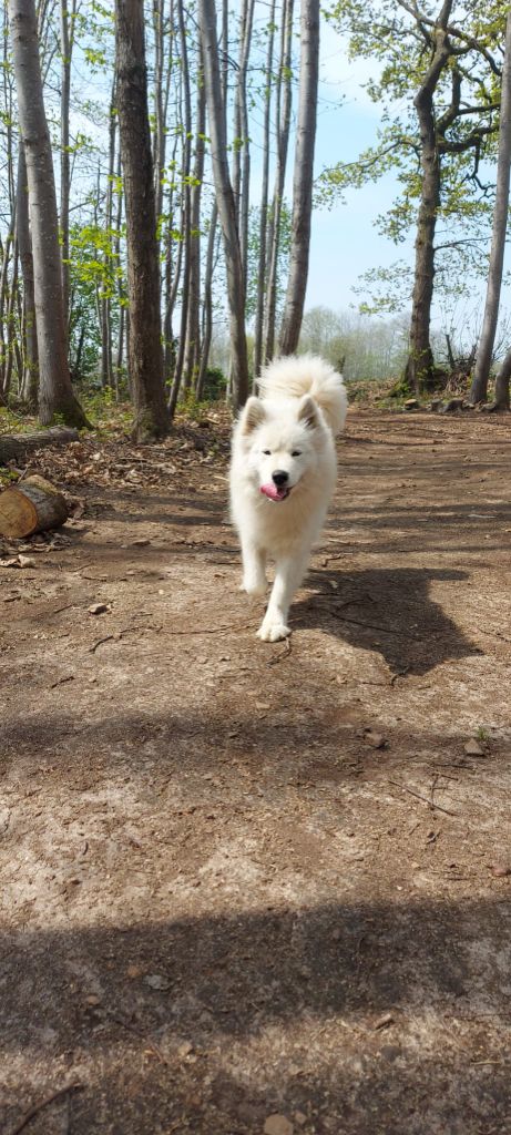 Publication : du Mont de Saana 