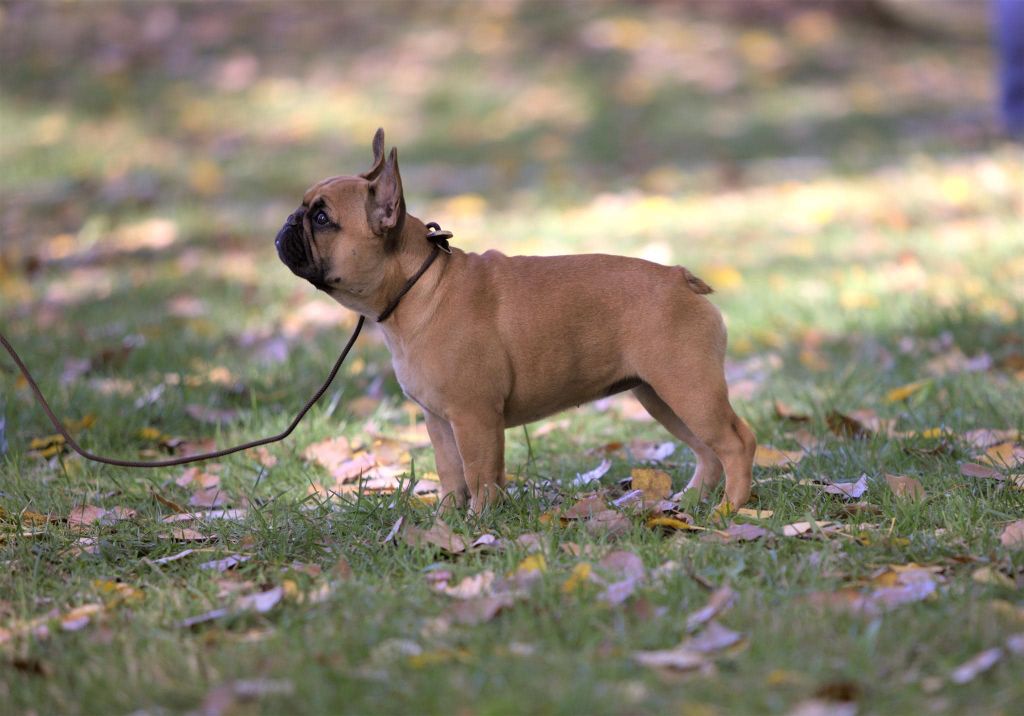  Auteur : ELEVAGE PRINCE LIAM