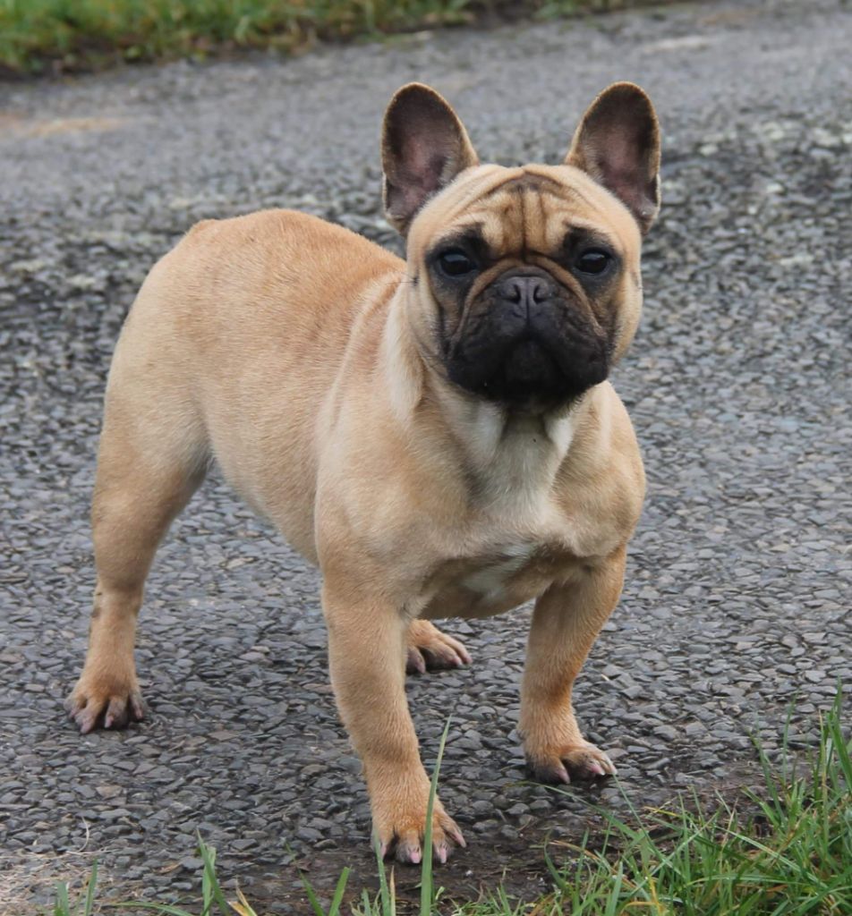 Publication : du domaine des molosses 