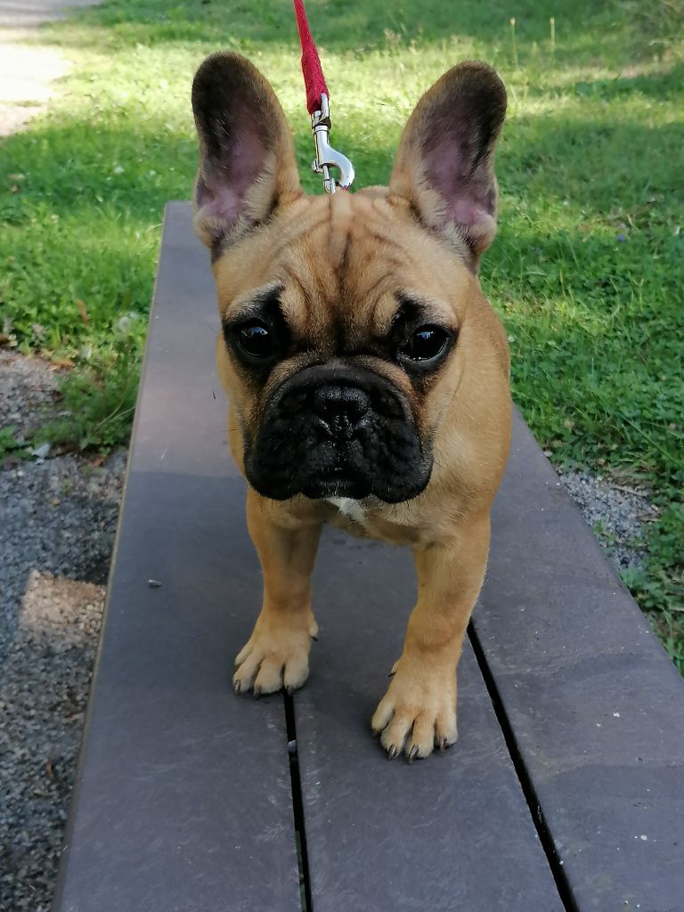 Publication : Des Sources Du Giessen Auteur : Elevage des Sources du Giessen