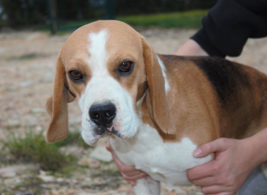 Publication : de la Magie de l'Argoat 