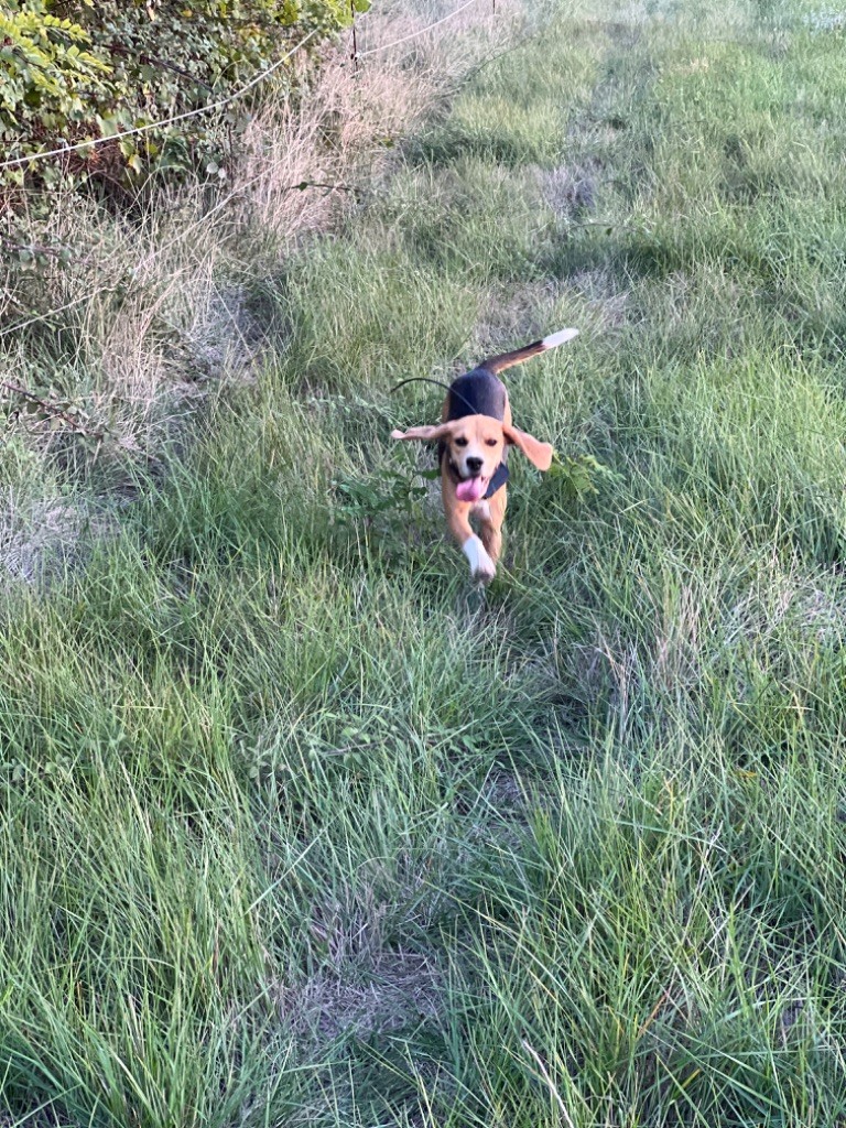 Publication : Des Hauts De Milhac 