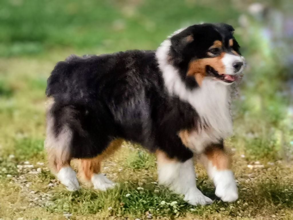 CH. imprevu chayton eternal of winner mistral Babou of winner mistral