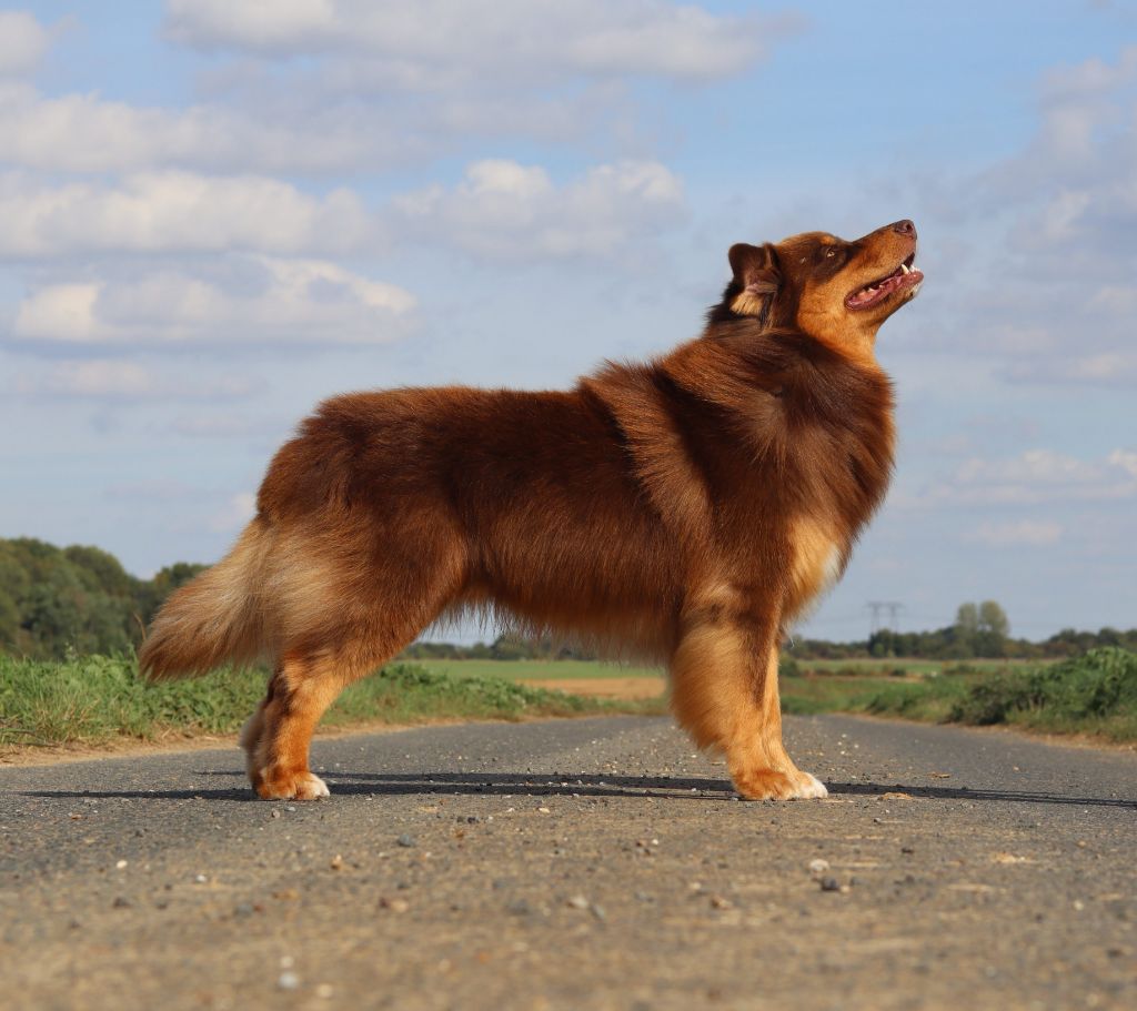 Précious simba of Cree's River