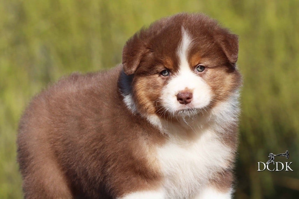 Publication : du chemin des korrigans Auteur : DCDK