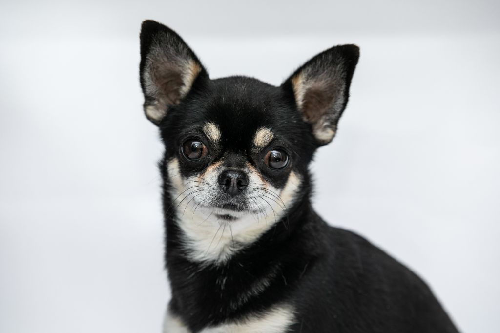 CH. lookum Take five