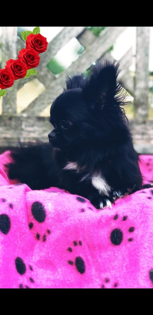 Publication : Des Saphirs Du Copper Canyon