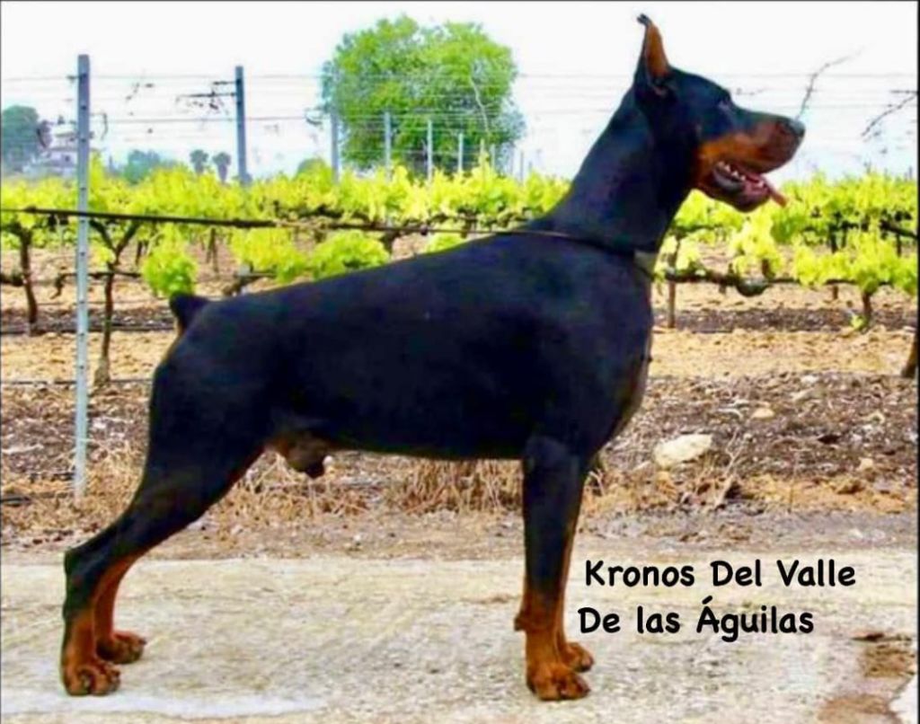 CH. Kronoss del valle de las aguilas