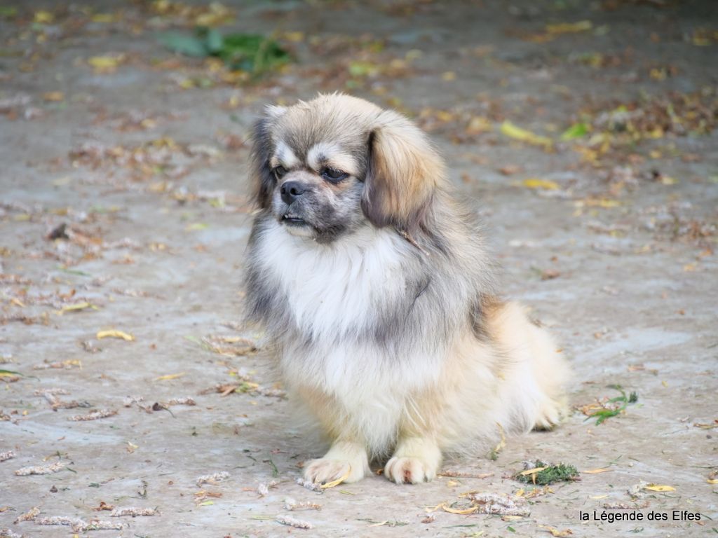 Publication : de la légende des elfes Auteur : Rachel L