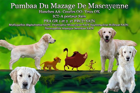 Pumbaa Du mazage de mascayenne