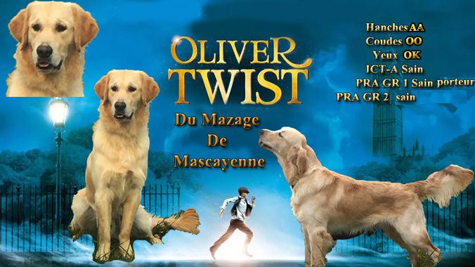 Oliver twist Du mazage de mascayenne