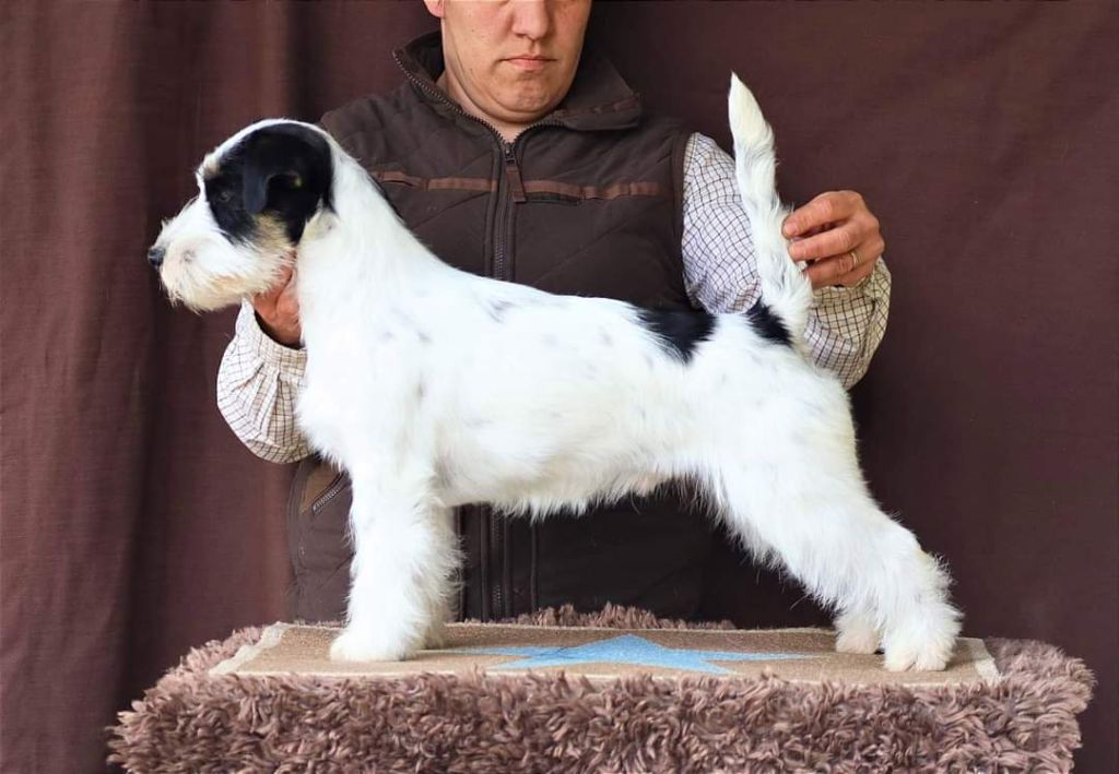 Publication : du Vallon de l'Alba Auteur : Elevage du VDA