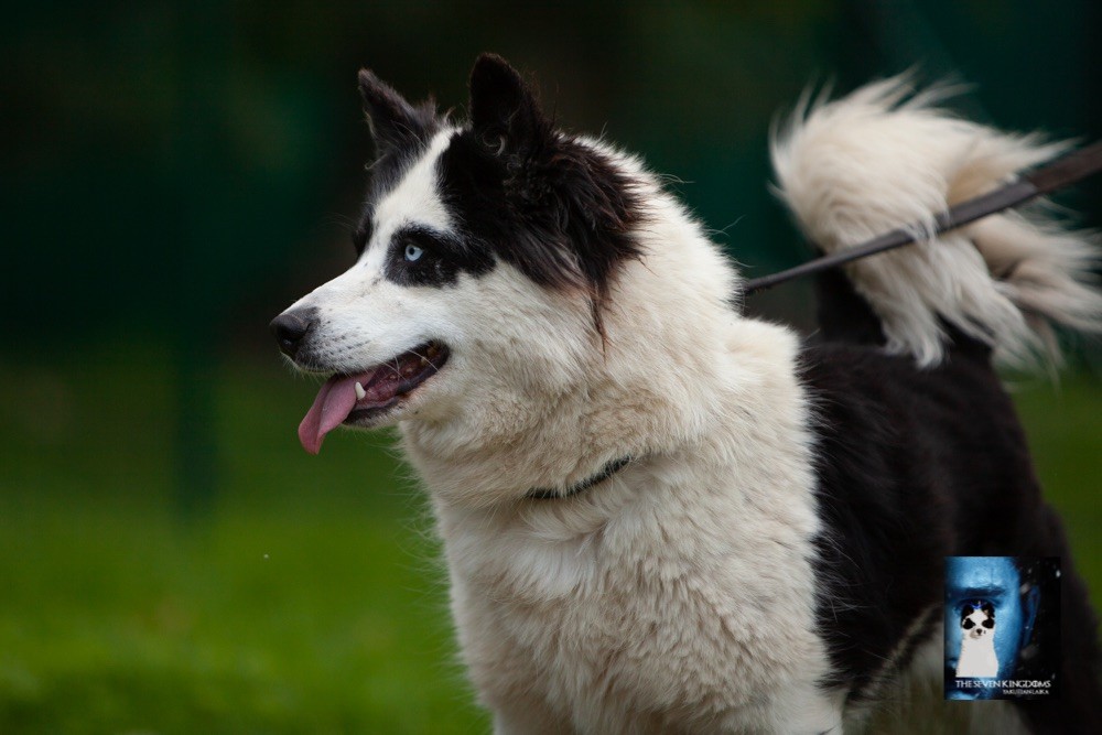 Publication : Seven Kingdoms Wolves Auteur : The Seven Kingdoms