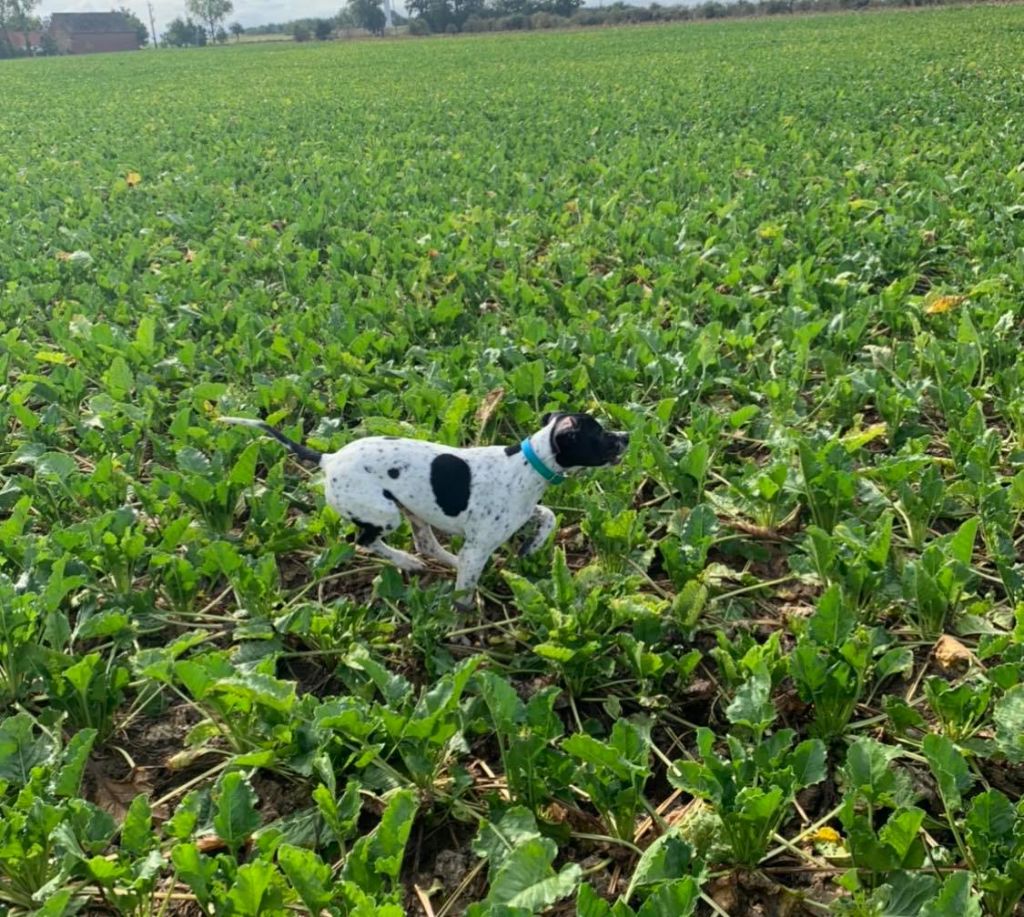 Publication : Du Pré Du Chêne Vert