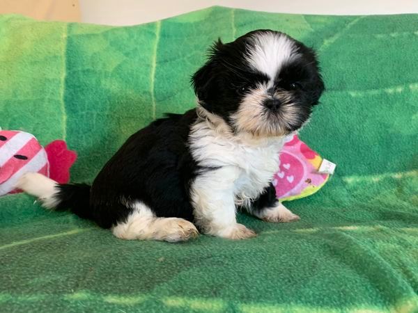 Publication : De L'Elite Royal Dog Auteur : Elite Royal Dog