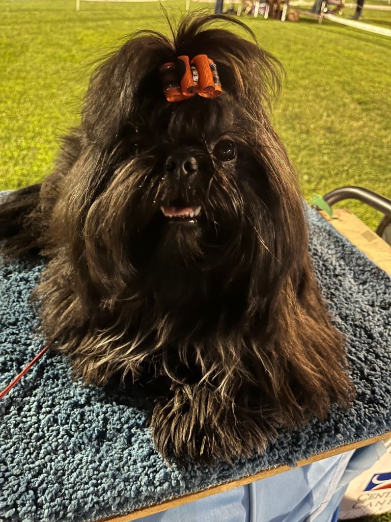 Publication : des Amours de Pyrène Auteur : martine reynaud millet