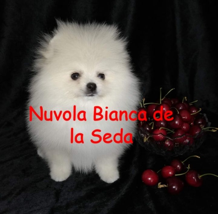 Nuvola bianca de la seda