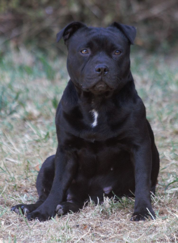 Publication : Black'n Red Unity Auteur : BUREAUD JEAN SEBASTIEN