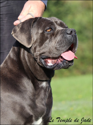 Étalon Cane Corso - Rhea du temple de jade