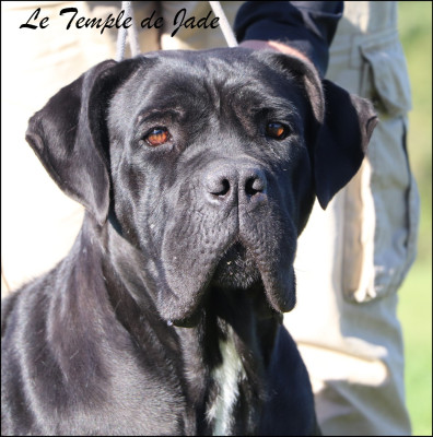 Étalon Cane Corso - Saya du temple de jade
