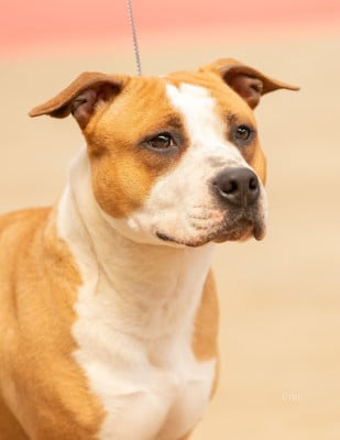 Étalon American Staffordshire Terrier - Hermine Du chemin des moulins