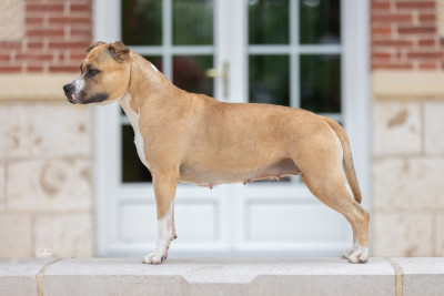 Étalon American Staffordshire Terrier - Tex avery bip bip Du chemin des moulins