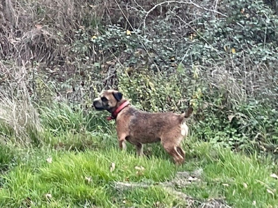 Étalon Border Terrier - Sangria (Sans Affixe)