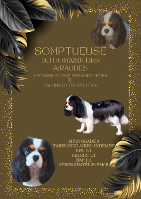 Étalon Cavalier King Charles Spaniel - Somptueuse du Domaine des Airaudes