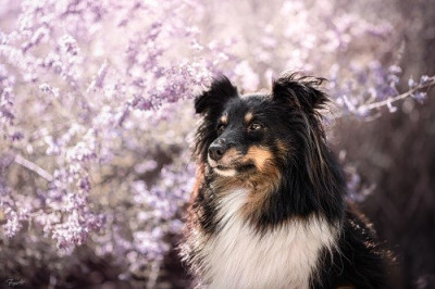 Étalon Shetland Sheepdog - CH. Spirit of cheyenne brune des Crocs de Provence