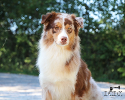 P.s. i love you du chemin des korrigans