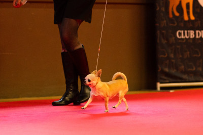 Étalon Chihuahua - Shelby des moulins de saint roch