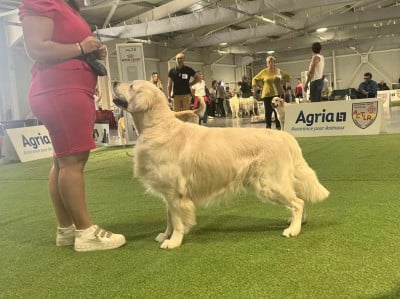 Étalon Golden Retriever - Starbucks De L'Orée Du Royaume De Nala