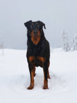 Étalon Berger de Beauce - Paia Des dames Chanoinesses