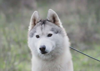 Étalon Siberian Husky - Petit coquelicot Of Moonlight's Rhapsody