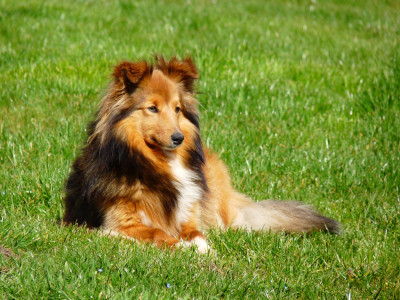 Étalon Shetland Sheepdog - Rubis blonde des Bordes Rouges