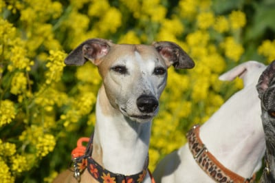 Étalon Whippet - Sunny day von hoÃ«henzoller
