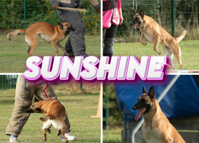 Étalon Berger Belge - Sunshine Du royaume de jessica